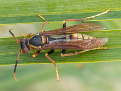 Polistes cavapytiformis