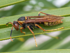 Polistes cavapytiformis
