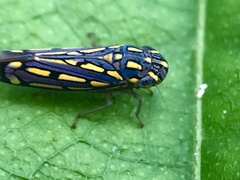 Apogonalia stalii