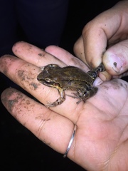 Leptodactylus albilabris