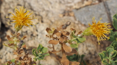 Ericameria cuneata macrocephala