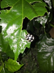 Leptinotarsa lacerata