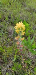 Castilleja coccinea