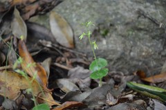 Neottia smallii