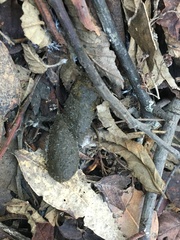 Thylogale billardierii