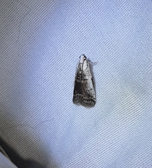 Acrobasis tumidulella