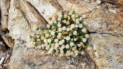 Ericameria cuneata macrocephala
