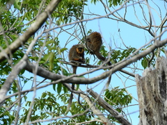 Plecturocebus moloch