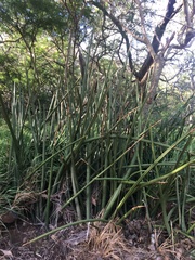 Sansevieria cylindrica