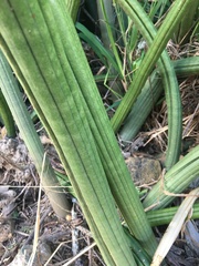 Sansevieria cylindrica