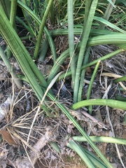 Sansevieria cylindrica
