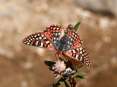 Euphydryas chalcedona corralensis