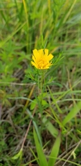Krigia dandelion
