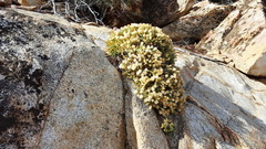 Ericameria cuneata macrocephala