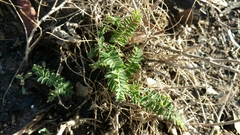 Astragalus trichopodus