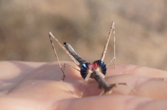 Hybusa