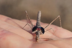 Hybusa