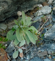 Craspedia lanata elongata