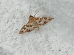 Nausinoe