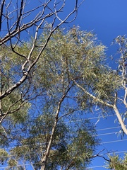 Eucalyptus pulchella