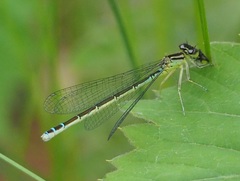 Coenagrion resolutum