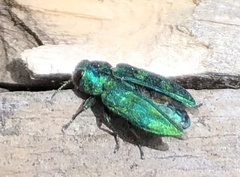 Chrysobothris viridicyanea