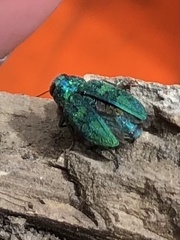 Chrysobothris viridicyanea