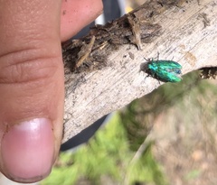 Chrysobothris viridicyanea