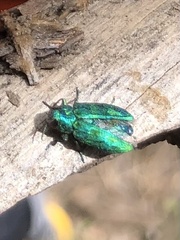 Chrysobothris viridicyanea