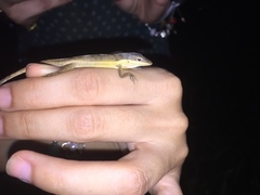 Anolis pulchellus