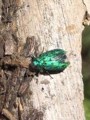 Chrysobothris viridicyanea