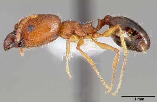 Pheidole clydeiPheidole clydei