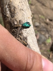 Chrysobothris viridicyanea