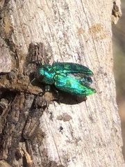 Chrysobothris viridicyanea