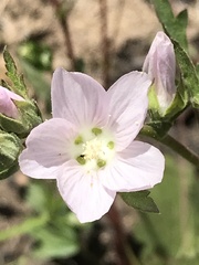 Sidalcea hickmanii napensis