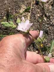 Sidalcea hickmanii napensis