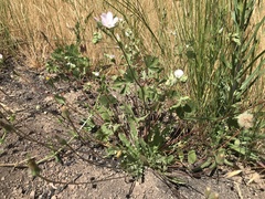 Sidalcea hickmanii napensis