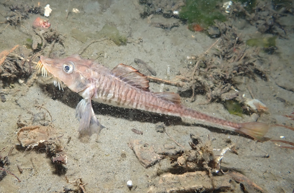 Sturgeon Poacher from Redondo on May 20, 2021 at 0631 PM by Sara