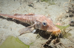 Podothecus accipenserinus
