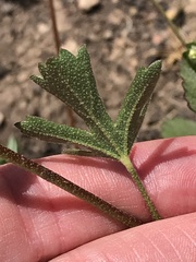 Sidalcea hickmanii napensis