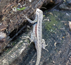 Sceloporus variabilis marmoratus
