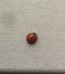Harmonia axyridis