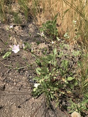 Sidalcea hickmanii napensis