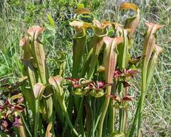 Sarracenia jonesii