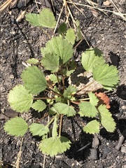 Sidalcea hickmanii napensis