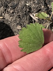 Sidalcea hickmanii napensis