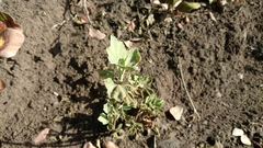 Malacothamnus fasciculatus nuttallii