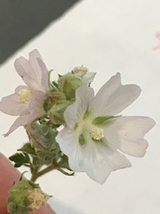 Sidalcea hickmanii napensis