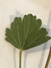 Sidalcea hickmanii napensis