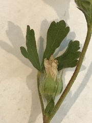 Sidalcea hickmanii napensis